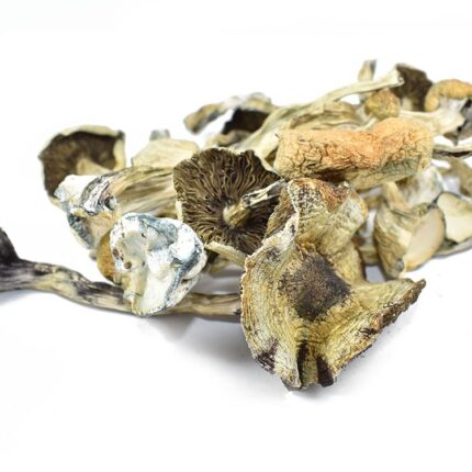 Buy Shrooms Online Denver