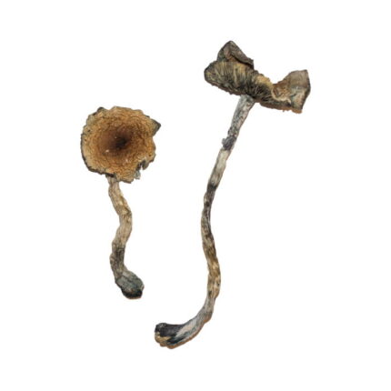 Buy B+ cubensis magic mushrooms