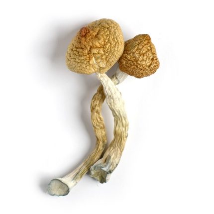 Golden Teacher Mushrooms For Sale