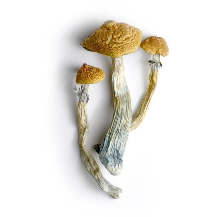 Buy Lyophilized Goldmember Magic Mushrooms Online