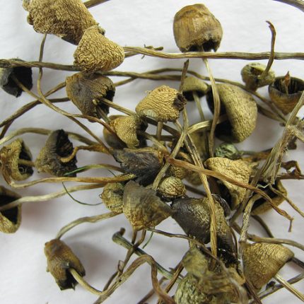 Buy Liberty Caps Mushrooms For Sale Online