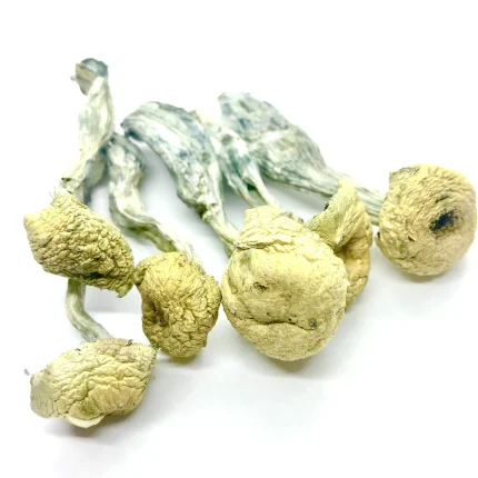 Mazatapec magic mushroom For Sale