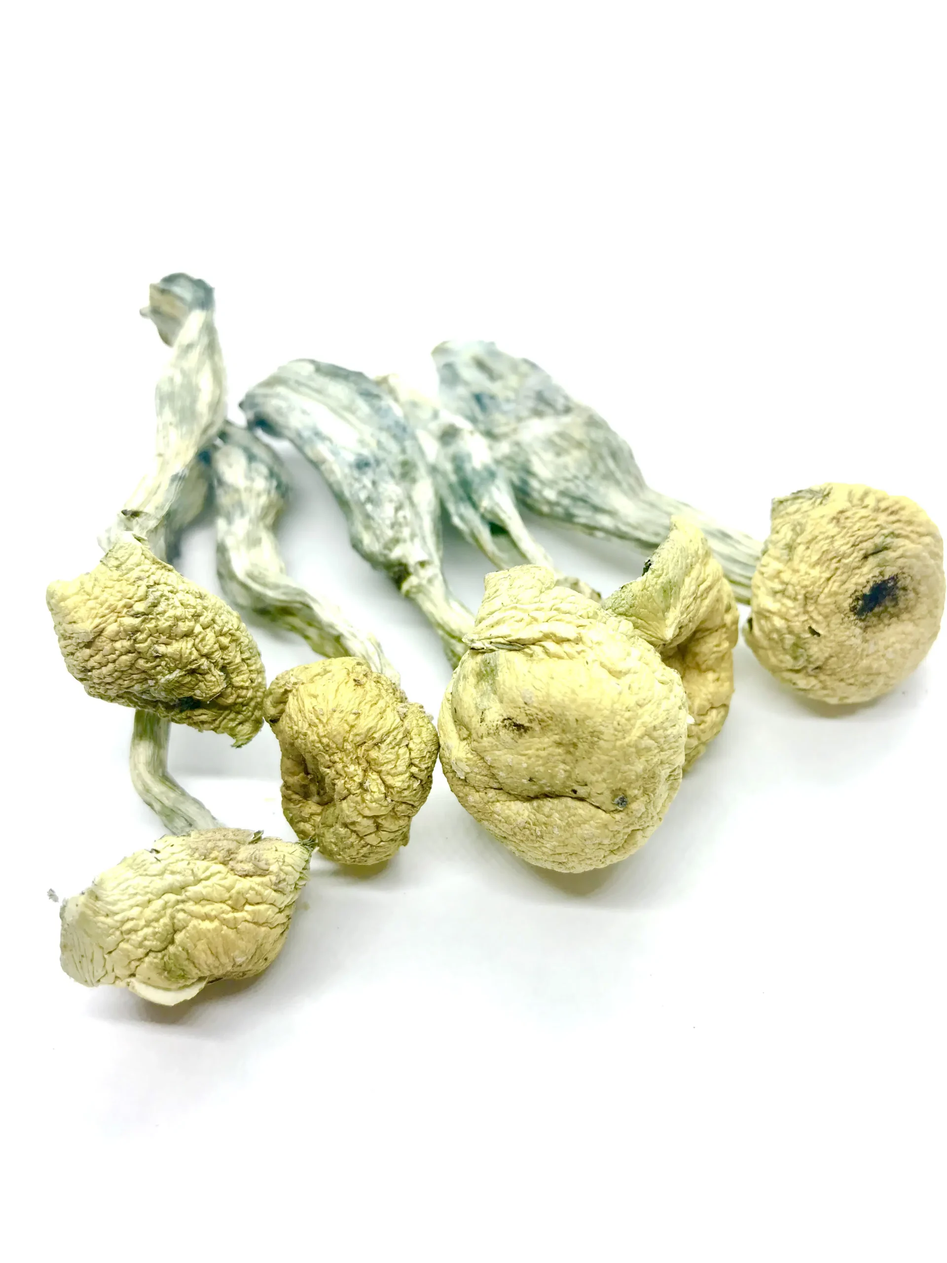 Mazatapec magic mushroom For Sale