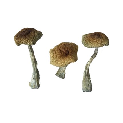 Psilocybe Aztecorum mushrooms For Sale