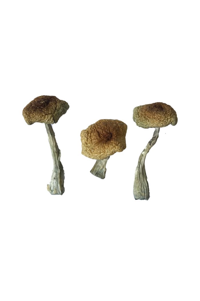 Psilocybe Aztecorum mushrooms For Sale