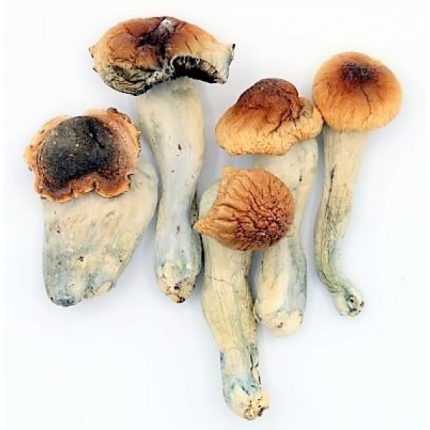 Blue Meanie Mushrooms For Sale