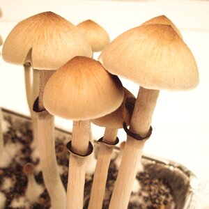 hawaiian mushroom for sale - hawaiian magic mushrooms