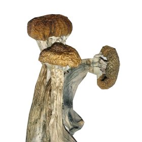 Buy Ecuadorian Mushrooms Brewster Online