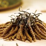 Wild Cordyceps sinensis Mushroom