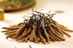 Wild Cordyceps sinensis Mushroom