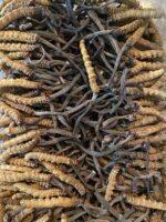 Wild Cordyceps sinensis Mushroom - Image 2