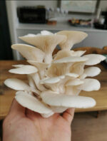 Fresh Oyster Mushroom For Sale - Image 2