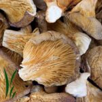 Dried Oyster Mushrooms For Sale