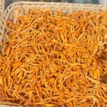 Cordyceps sinensis - Image 2