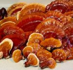 Buy Fresh reishi mushroom For Sale Near me - Image 2