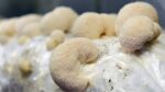 Fresh Lion’s Mane Mushrooms - Image 3