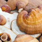 Buy Fresh reishi mushroom For Sale Near me